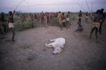Mursi tribe sacrifice cow for Nitha Age Set Ceremony.