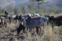 Mursi cattle herd.