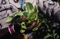 Close up of female tea pickers hands holding a handful of tea leaves on plantation near Haputale.Asia Asian Farming Agraian Agricultural Growing Husbandry  Land Producing Raising Llankai One individu...