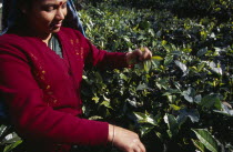 Female tea picker working on Labookellie Tea Estate near Nuwara EliyaAsia Asian Farming Agraian Agricultural Growing Husbandry  Land Producing Raising Llankai One individual Solo Lone Solitary Sri La...