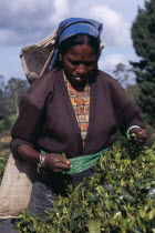 Female tea picker working on Labookellie Tea Estate near Nuwara EliyaAsia Asian Farming Agraian Agricultural Growing Husbandry  Land Producing Raising Llankai One individual Solo Lone Solitary Sri La...