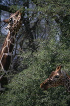Pair of Reticulated Giraffe feeding from same tree.