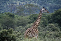 Adult giraffe standing amongst trees and scrub.