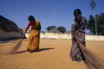 Women spreading rice out to dry at rice mill.  Asia Asian Bharat Farming Agraian Agricultural Growing Husbandry  Land Producing Raising Female Woman Girl Lady Inde Indian Intiya