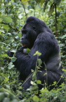 Silverback mountain gorilla.