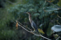 Green Backed HeronCaribbean Tobagan West Indies