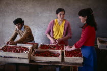 Packing fruit for export on strawberry farm.