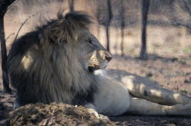 Male lion lying in dappled shade.