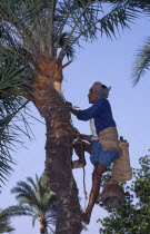 Labourer preparing palm tree to yield juice  climbing trunk with bare feet.