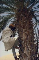 Man climbing date palm with bare feet.