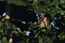 Red Colobus monkey  Piliocolobus kirkii  in tree.