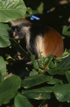 Red Colobus monkey  Piliocolobus kirkii  in tree.