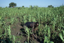 Dinka man tending maize and other crops.