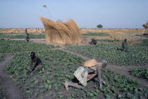 Dinka tending tobacco crop  woman carrying child on her back in foreground.cash crop African Kids North Africa Sudanese