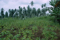 Field of cassava.manico African Eastern Africa Unguja