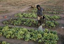 Young boy watering lettuce on vegetable patch.