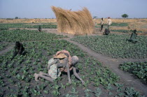 Dinka tending tobacco crop  woman carrying child on her back in foreground.