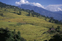 Rice terraces on hillside in West Sikkim with mountain backdrop.arable crop Asia Asian Bharat Cultivatable Farmland Farming Agraian Agricultural Growing Husbandry  Land Producing Raising Inde Indian...