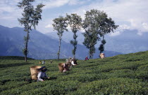 Tea pickers working on hilltop plantation putting picked leaves in woven baskets carried on their backs.tea bushes  bush  plant  estate  crop  Asia Asian Bharat Farming Agraian Agricultural Growing H...