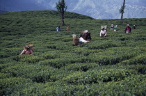 Tea pickers working on hilltop plantation putting picked leaves in woven baskets carried on their backs.tea bushes  bush  plant  estate  crop  Asia Asian Bharat Farming Agraian Agricultural Growing H...