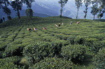 Tea pickers working on hilltop plantation putting picked leaves in woven baskets carried on their backs.tea bushes  bush  plant  estate  crop  Asia Asian Bharat Farming Agraian Agricultural Growing H...