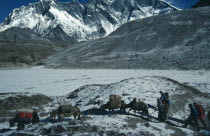 Yaks carrying packs through snow covered mountain landscape followed by handlers and trekking party.Asia Asian Nepalese Scenic