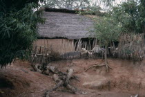 Thatched village house with tree with roots exposed from soil erosion in the foreground.building home shelter rural African Senegalese