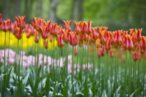 Red Tulips in Keukenhof Gardens