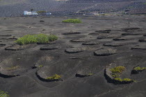 La Geria wine growing region.  Rows of shallow craters and volcanic stone semi circles known as  zocos which protect individual vines.  Distant farmhouse beyond. shelter Espainia Espana Espanha Espan...