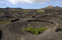 La Geria wine producing area.  Shallow crater with semi circular wall of volcanic rocks called a zoco which gives protection to each individual vine. shelter Espainia Espana Espanha Espanya European...