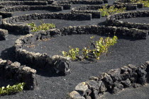 Individual vines planted in shallow depressions and protected by low wall of volcanic stones known as zococs near the Monumento a La Campesino.shelter Espainia Espana Espanha Espanya European Hispani...