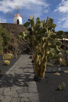 Jardin de Cactus.  Former volcanic quarry transformed by Cesar Manrique.  Cactus growing from black volcanic soil with restored windmill on raised wall behind.garden Espainia Espana Espanha Espanya E...