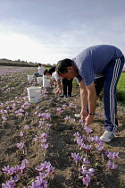 Ano Komi.  Greek farmers harvesting saffron flowers from the fieldsculturetraditionkrokoskrocuscrokoscrocossafransaffranfarmingspiceseasoningvillage lifelifestylenaturalAgriculture Ella...