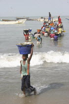 Tanji coast.  Women carrying bowls full of fish on their heads through shallow water from fishing boats to beach and the fish market .  The Gambian fishing industry is the second largest in Africa.Ta...