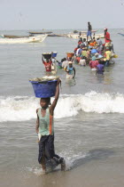 Tanji coast.  Women carrying bowls full of fish on their heads through shallow water from fishing boats to beach and the fish market .  The Gambian fishing industry is the second largest in Africa.Ta...