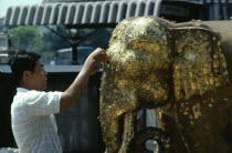 Man attaching gold leafing to an elephant statue at a street templeMale Men Guy Prathet Thai Raja Anachakra Thai Religion Siam Southeast Asia Asian Male Man Guy Religious Siamese