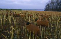 England  Rutland.  Black faced sheep eating brussel sprout stalks in winter landscape.European Farming Agraian Agricultural Growing Husbandry  Land Producing Raising Great Britain Livestock Northern...