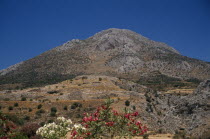 Countryside and ruins with flowering shrubs in foreground.