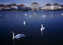 Swans on the lake at the Nymphenberg Palace.
