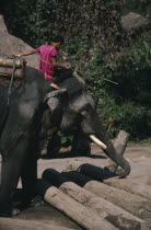 Man sitting on the head of a working elephantMale Men Guy Prathet Thai Raja Anachakra Thai Siam Southeast Asia Asian Male Man Guy Siamese