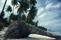 Palm tree on beach uprooted by wind.  Cropped view showing lower trunk and root ball.