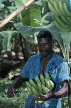 St Lucia, River Doree, man cutting bunch of bananas on plantation.