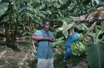 St Lucia, River Doree, man cutting bunch of bananas on plantation.