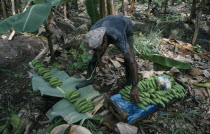 St Lucia, River Doree, man stacking bunches of bananas ready for the boxing shed.