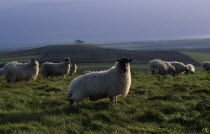 Sheep grazing on hillside above the Vale of Pewsey with sunlight on grass tips and shining through fleece.European Farming Agraian Agricultural Growing Husbandry  Land Producing Raising Great Britain...