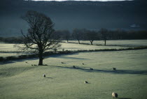 Sheep grazing in frost covered fields on Winter morning with bare trees and dark grey sky.cold Blue European Farming Agraian Agricultural Growing Husbandry  Land Producing Raising Gray Great Britain...