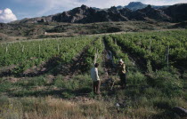 Landscape with vineyards and two men stopped in conversation in foreground.vines  wine  grapes talking  talk  2 Armenian Asia Asian Farming Agraian Agricultural Growing Husbandry  Land Producing Rais...