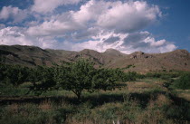 Landscape with apricot orchard.fruit tree  Armenian Asia Asian Farming Agraian Agricultural Growing Husbandry  Land Producing Raising Middle East Scenic Agriculture