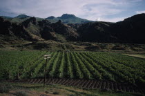 Landscape with vineyards.vines  wine  grapes Armenian Asia Asian Farming Agraian Agricultural Growing Husbandry  Land Producing Raising Middle East Scenic Agriculture Vino Vin Alcohol Grape Winery Dr...