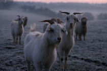 Cashmere goats standing on frosty ground in early morning mist.wool  livestock  cold  chill  European Farming Agraian Agricultural Growing Husbandry  Land Producing Raising Great Britain Northern Eur...